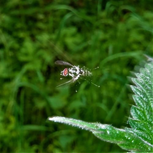 Réf. 256 410 : Anthomyia procellaris